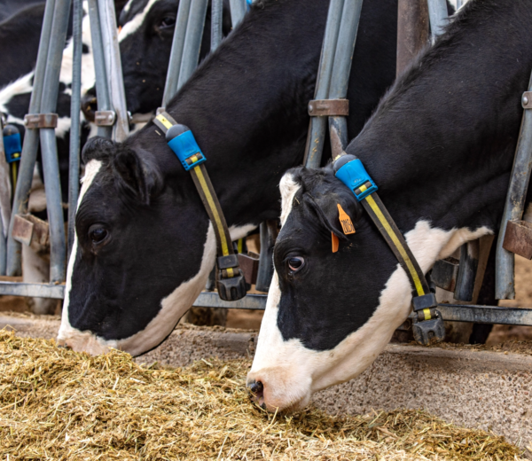 Embrace the unmatched benefits of an advanced dairy cow monitoring system.