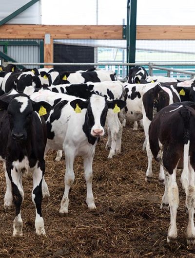 a-group-of-young-dairy-cows-outdoor-walking-in-a-f-resize.jpg a-group-of-young-dairy-cows-outdoor-walking-in-a-f-resize.jpg