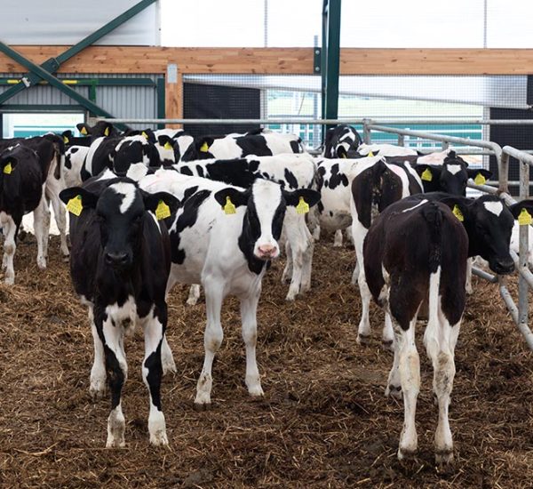 a-group-of-young-dairy-cows-outdoor-walking-in-a-f-resize.jpg a-group-of-young-dairy-cows-outdoor-walking-in-a-f-resize.jpg
