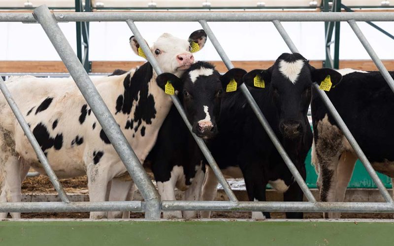curious-young-dairy-heifers-on-a-modern-dairy-farm-resize.jpg curious-young-dairy-heifers-on-a-modern-dairy-farm-resize.jpg
