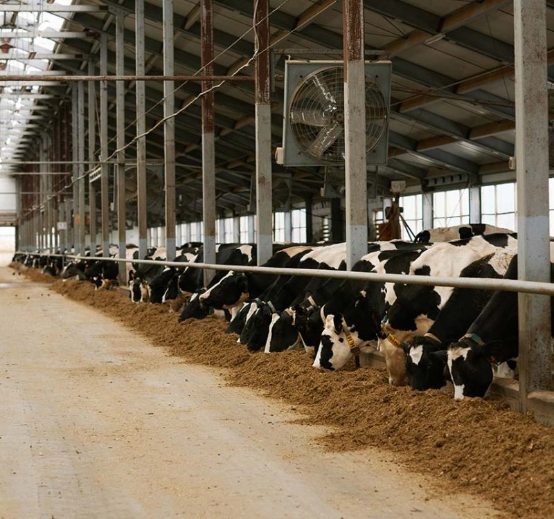 dairy-farm-with-herd-of-cows-resize.jpg dairy-farm-with-herd-of-cows-resize.jpg