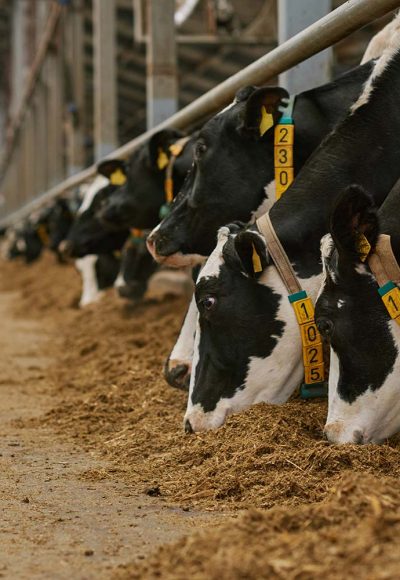 herd-of-cows-in-cowshed-on-farm-resize.jpg herd-of-cows-in-cowshed-on-farm-resize.jpg